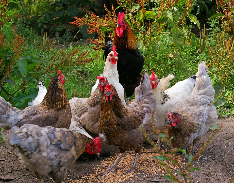 Ritual pence Smadre Top 10 hønseracer til begynderen - Hønsekonen